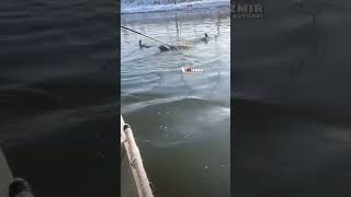 Fishing with cormorant 🐟🦤 Part 14 fishing shorts [upl. by Ardeen625]