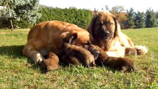 germanische Bärenhunde Premiumzucht aus dem Harz [upl. by Suivatna467]