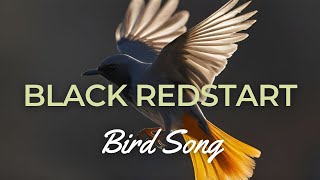 The Enchanting Song of the Black Redstart Bird A Birdwatchers Delight [upl. by Anileuqcaj980]