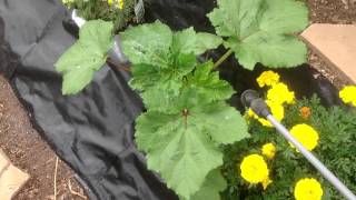 Neem Oil  Okra  Aphids  Squash  Bugs Garden Plant damage and repair [upl. by Howey]