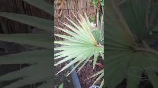 Washingtonia Robusta Multi Stamm eine Woche nach der Trennung [upl. by Attenyl]