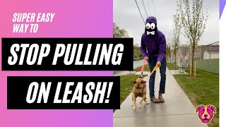 Leash walking WHAT YOU ARE DOING WRONG [upl. by Morrill342]