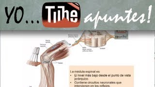 Fisiología del sistema nervioso Motor [upl. by Rolyak]