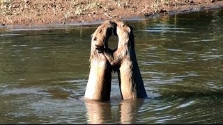 CAPYBARA the courtship of animals in heat HYDROCHOERUS HYDROCHAERIS WILDLIFE CAPIVARA [upl. by Raimondo]