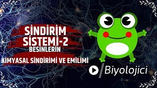 Sindirim Sistemi2 Besinlerin Kimyasal Sindirimi ve Emilim [upl. by Jenine773]