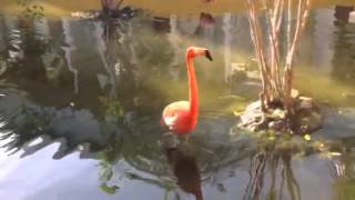 Flamingo noise [upl. by Tannie]