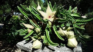 How to Grow Stapelia Daphne Richards Central Texas Gardener [upl. by Akcinehs27]