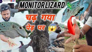 चंदन गोयरा नेकाटा होगई मौत😭जानिए पूरी सच्चाईmonitor Lizard was bitten and died know the whole truth [upl. by Eledoya]