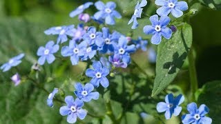 Jack Frost Brunnera macrophylla Siberian Bugloss [upl. by Attener22]