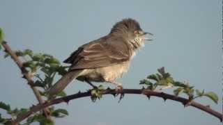 Barred warbler Sylvia nisoria [upl. by Etteiram588]