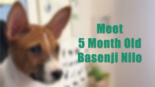 Meet Basenji Nilo [upl. by Rooney140]