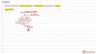 Varied number of cisternae are present in Golgi apparatus [upl. by Leirbma473]