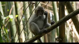 a youngster longtailed Macaque chewing on bamboo leaf khao Sok National Park Thailand [upl. by Joycelin]