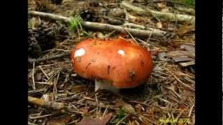 Holubinka jahodová  Russula paludosa [upl. by Lamok]