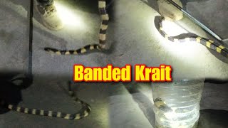 Babu Kazi Resue Highly Venomous Banded Krait Rescue 🐍 viral [upl. by Zosema]