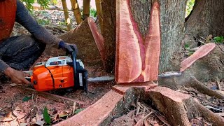 The fall of 2 beautiful red mahogany trees  Stihl MS 881 chainsaw [upl. by Sally]