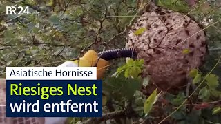 Asiatische Hornisse Riesiges Nest wird entfernt – dennoch Verbreitung in Bayern  BR24 [upl. by Uzia]