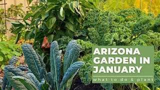 ARIZONA GARDEN in JANUARY What TO DO amp PLANT [upl. by Matilda]