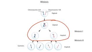 Imprinting and Uniparental Disomy for the USMLE Step 1 [upl. by Uria]