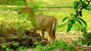 Neelgai नीलगाय Blue Cow  Azamgarh ❤ [upl. by Irb]