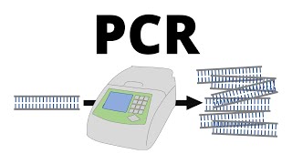 How PCR Polymerase Chain Reaction works explained in 1 minute [upl. by Leanne]