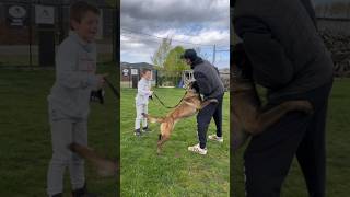 training malinois dog malinois malinoisworld becgie funny [upl. by Audrit]