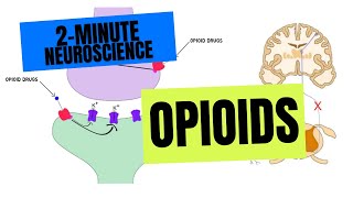 2Minute Neuroscience Opioids [upl. by Cutler]