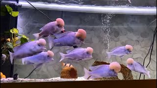 Amazing Cyrtocara Moorii Aquarium and Beautiful Types of Cichlid Tanks [upl. by Atiuqrahs]