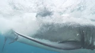 14 Ft Great White Shark Consumes Surfer  Jevan Wright [upl. by Natica803]