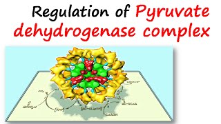 Regulation of pyruvate dehydrogenase complex [upl. by Catlee995]