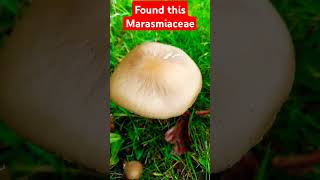 Interesting adaptive fungi fungi nature foraging wildlife wildfood mushroom facts learning [upl. by Clemen385]