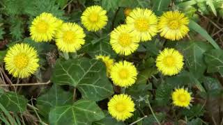 The Health Benefits of Coltsfoot Herb [upl. by Rambert417]