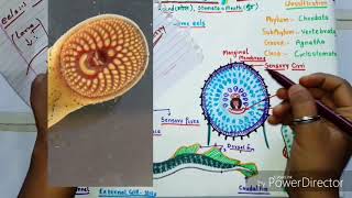 Petromyzon Or Lamprey Morphology [upl. by Chlori]