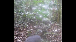 316º vídeo macuco Solitary tinamou  Tinamus solitarius III [upl. by Oidualc]