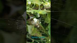 Spider Insect nature insects spider wildlife shortvideo shorts macronature wildphotography [upl. by Kuhn]