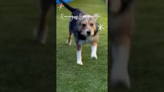 Kamp Kanine Runway Dogs 2 dog doggiedaycare doggydaycare doglover dogsday puppy [upl. by Neellok]