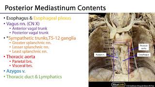 LO 1  Boundaries and Contents  Posterior Mediastinum [upl. by Ultann983]