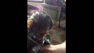 Baby Vervet monkey makes noises [upl. by Acirehs]