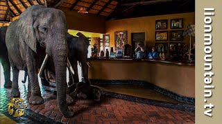 The Elephants that came to dinner 🐘🐘🐘  Mfuwe Lodge Zambia [upl. by Nap]