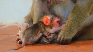 Congratulations To Luna On Giving Birth To A Beautiful New Baby 250624 monkey cute monkey [upl. by Aetnuahs]