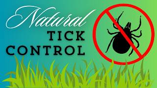 Natural Tick Control with Ryobi Power Washer 166 [upl. by Eyllek]