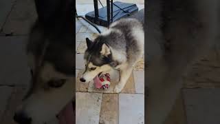 my husky reacts when he sees me he motivates me to play with him [upl. by Fidel]