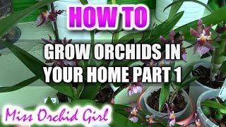 How to grow and rebloom different Orchids in a home environment Part 1 [upl. by Adrianne]