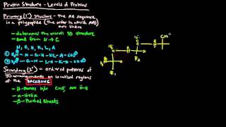 Protein Structure Part 1 of 4  Levels of Protein Structure [upl. by Todd341]