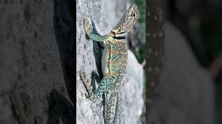 🦎 Eastern Collared Lizard Collared Lizard Crotaphytus collaris  Observed in Description [upl. by Meave]