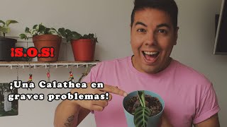 🔴 ¿Cómo SALVAR mi CALATHEA ¡NUNCA HAGAS ESTO 😔🔴 [upl. by Aenotna]