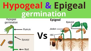 Epigeal and Hypogeal types of germination [upl. by Freed]