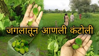 जंगलातून आणली कंटोली  आई आप्पा सोबात गेली जंगलात 😍  Kantoli Ranabhaji youtubevideo mansipatil [upl. by Harty310]