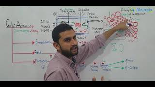 Ch 4 Lec 10 Golgi Apparatus Fsc Part 1 UrduHindi lecture MDCATNEETNCERT By M Bilal Chaudhary [upl. by Raval]