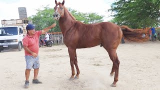 FEIRA DE CAVALOS EM ALTINHOPE 23032024 nordeste [upl. by Anattar]